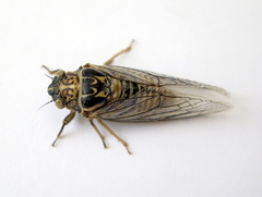 Clidophleps