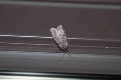 Semioscopis