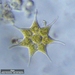 Monactinus simplex echinulatum - Photo (c) Igor Shelpiakov, algunos derechos reservados (CC BY), subido por Igor Shelpiakov