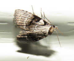 Acatapaustus metallopa