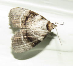 Acatapaustus metallopa