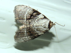Acatapaustus metallopa