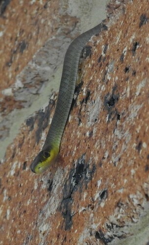 Common Tree Snake sighting