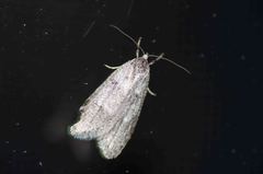 Semioscopis