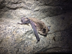 Myotis chiloensis