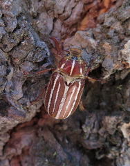 Polyphylla sobrina