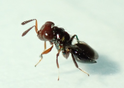 Moranila californica, 2024-03-08