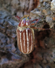 Polyphylla sobrina