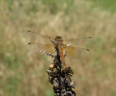 Sympetrum semicinctum occidentale
