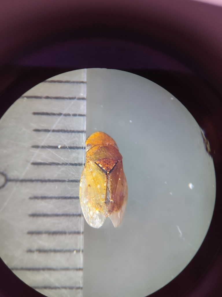 Ledroides