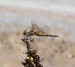 Sympetrum semicinctum occidentale