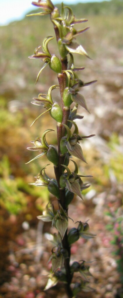 Prasophyllum atratum