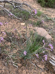 Boechera quadrangulensis
