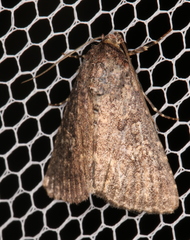 Condica aroana