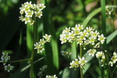Micranthes integrifolia