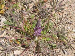 Lupinus concinnus