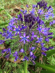 Scilla peruviana