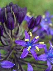 Scilla peruviana