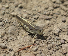 Cratypedes lateritius