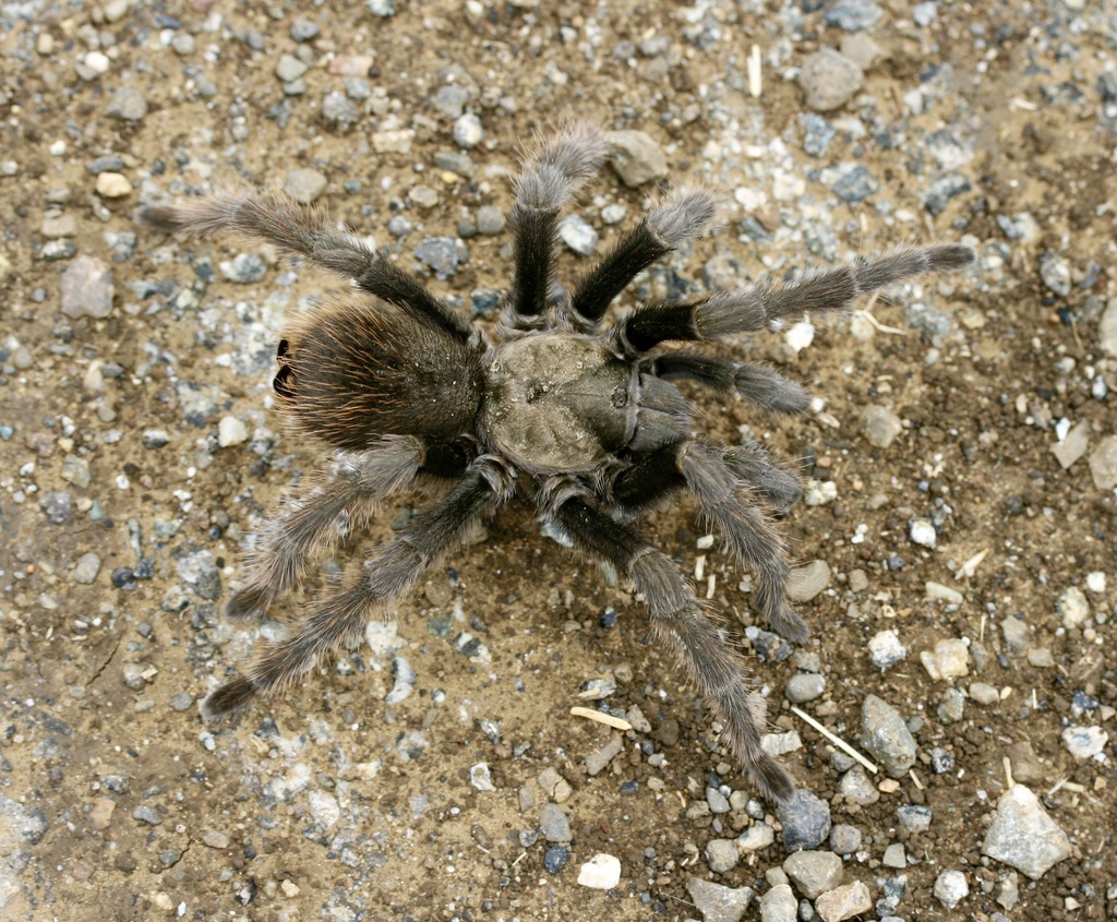 Johnny Cash Tarantula from Paicines, CA, USA on September 22, 2007 at