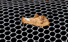 Arrade leucocosmalis