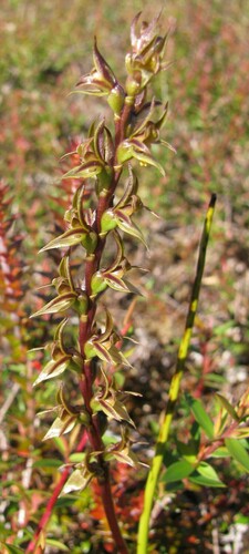 Three Hummock leek-orchid (Prasophyllum atratum)