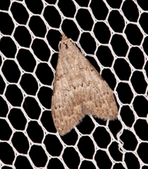 Nola pleurosema