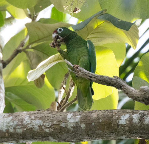Puerto Rican Amazon (Amazona vittata), photo 8