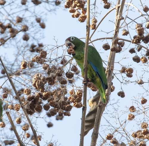 Puerto Rican Amazon (Amazona vittata), photo 7