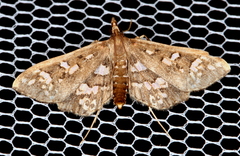 Ischnurges illustralis