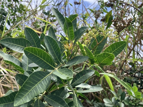 Schinus terebinthifolia observed 2024-03-06