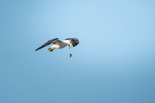 Pacific Gull｜太平洋鸥 参考照片