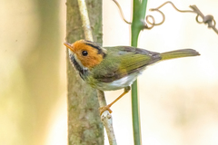 Rufous-Faced Warbler photo 2