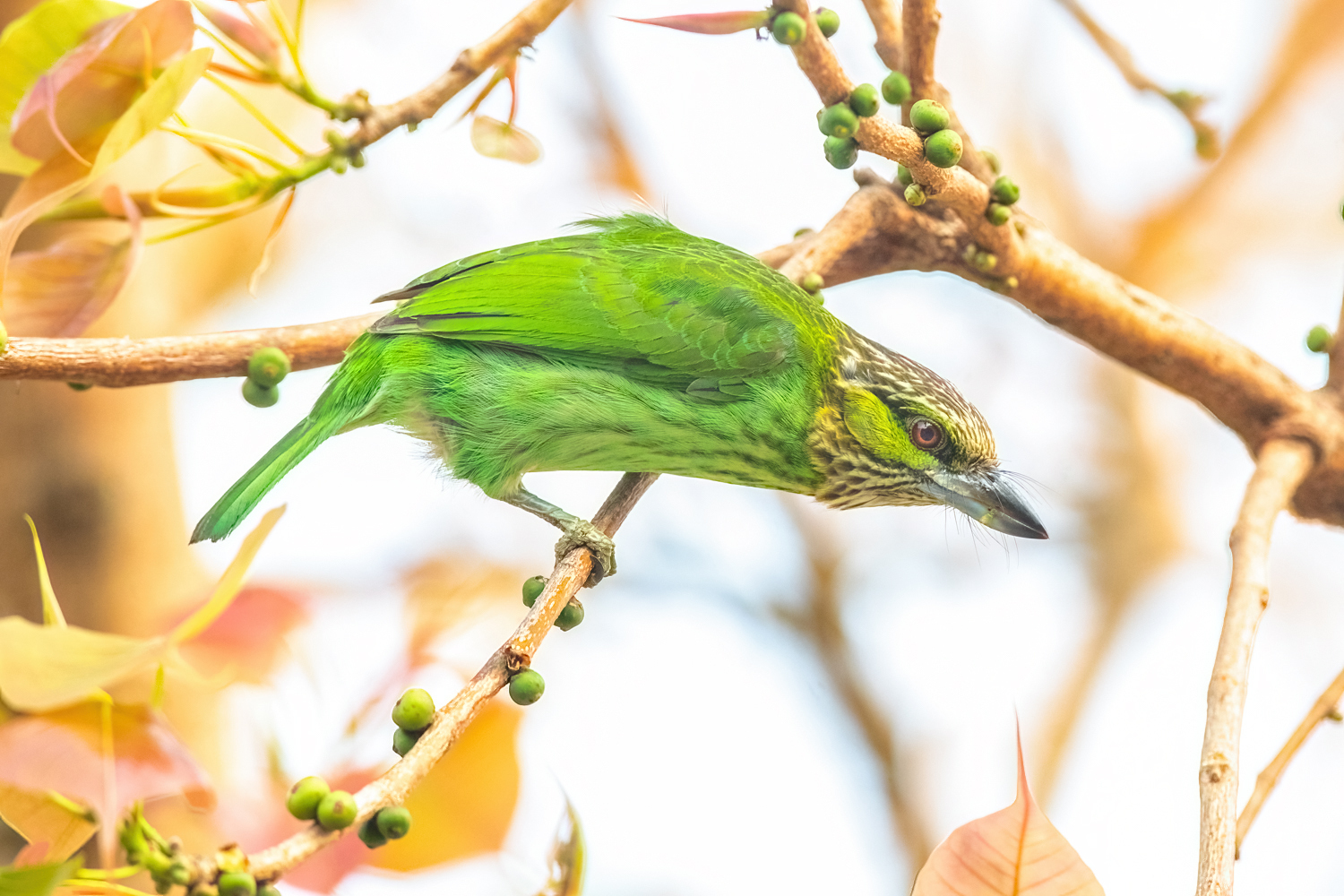 Green-eared Barbet illustration