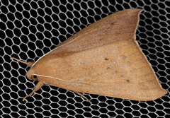 Ophisma gravata