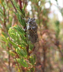 Clidophleps