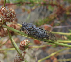 Clidophleps