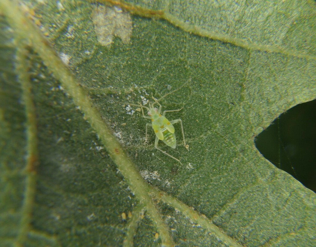 Plant Bugs from Christchurch Central City, Christchurch, New Zealand on ...