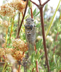 Clidophleps