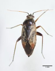 Lepidargyrus ancorifer