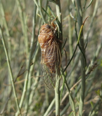 Clidophleps