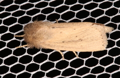 Bathytricha truncata