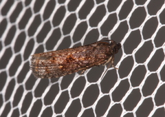 Cryptaspasma sordida