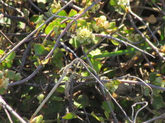 Muehlenbeckia ephedroides