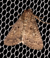 Condica aroana