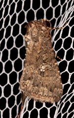 Condica aroana