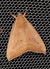 Ophisma gravata