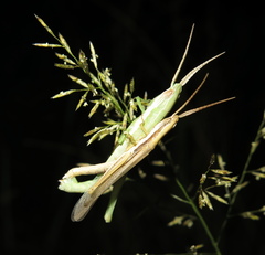 Paropomala pallida