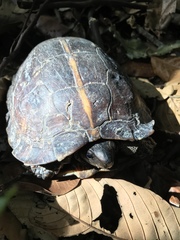 Heosemys spinosa