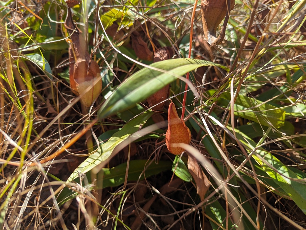 Nepenthes abalata Jebb & Cheek 3
